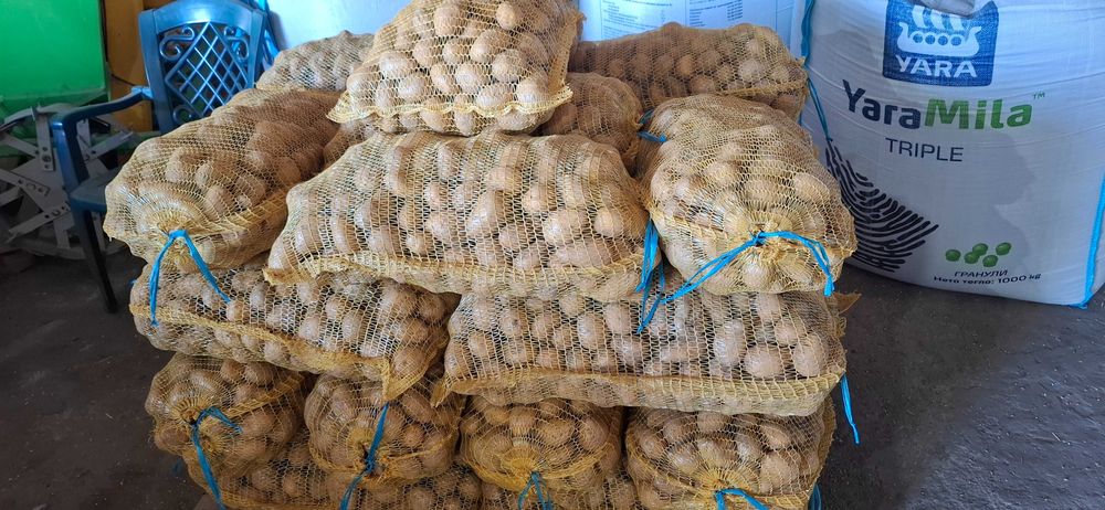 Картофи за консумация и семе