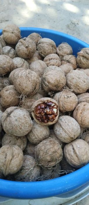 Йонгок сотилади киргилида