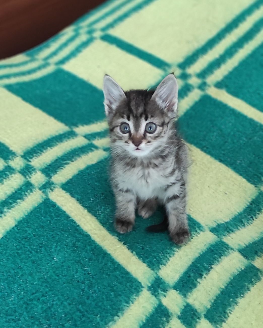 Котята 3 месяца ,знают лоток, ищут очень добрых хозяева!