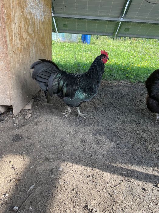 Cocosi Australorp negru si alb, 8 luni