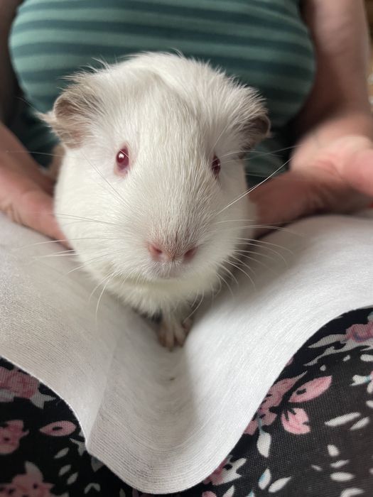 Porcusori de Guineea