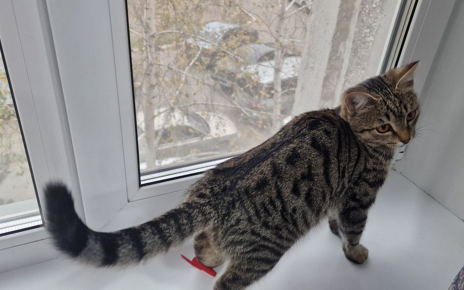 Котик ищет семью и дом