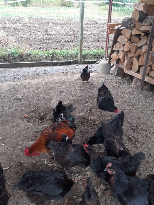 Vând gaini Maran .patru bucăți și un cocos au un an jumate .șanț depar