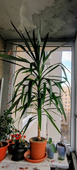 Palmier Yucca " Arborele vieții i"