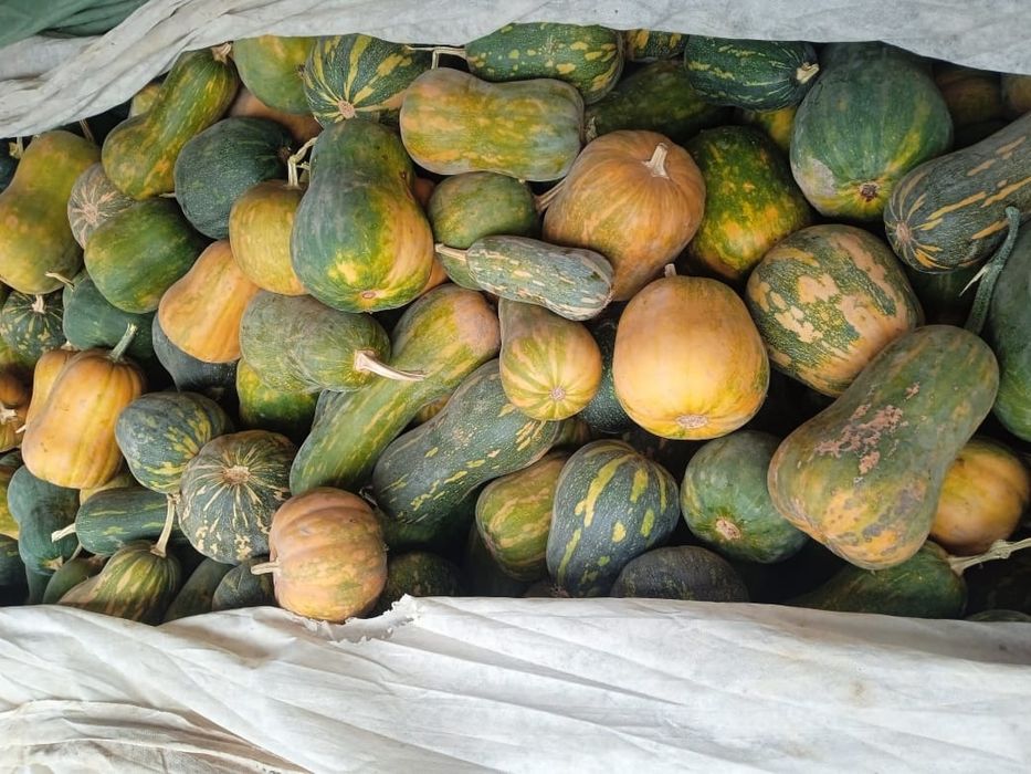 Тыква Аскабак индийский сладкий