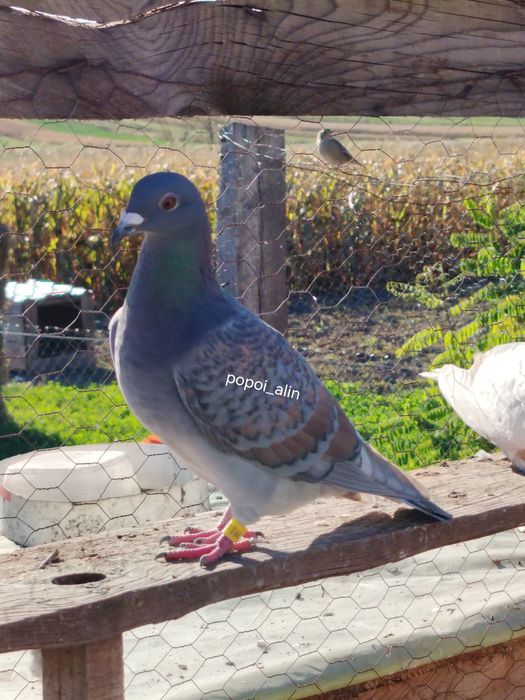 Porumbei voiajori culori rare