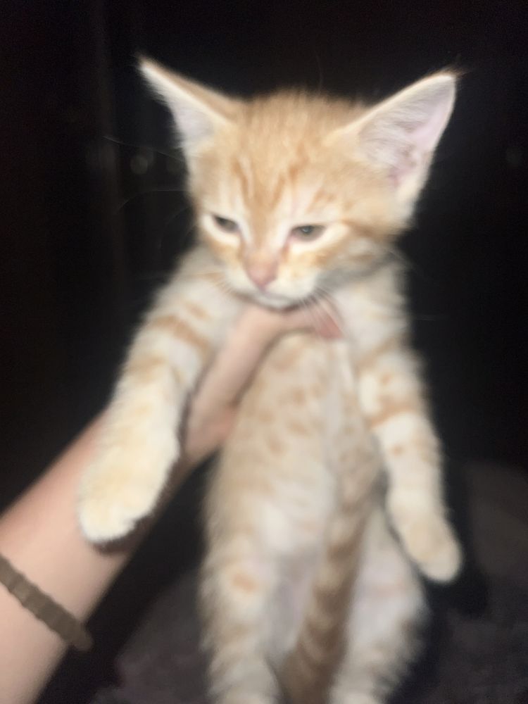Рыжий котенек породу не знаем