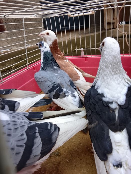 Vând porumbei voiajori baltati