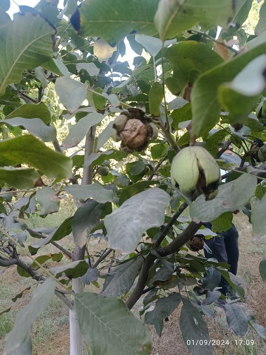 Yongoq kuchati Xitoy "X-185". Oq magʻiz yupqa puchoq.