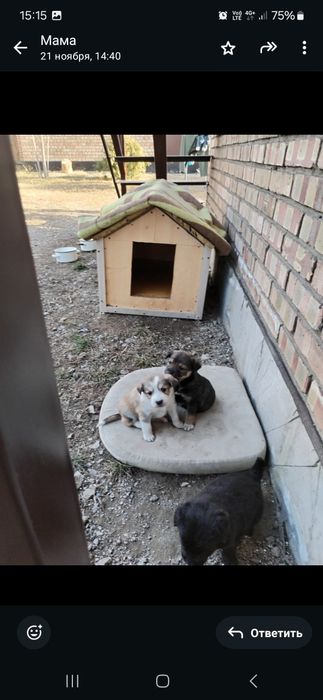 Отдам щенков бесплатно!