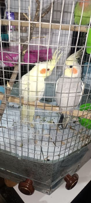 Продам попугайчиков