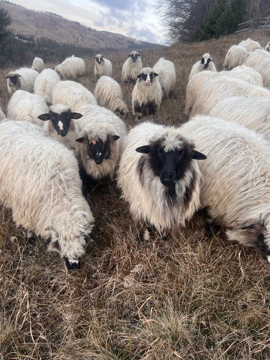 Vand oi mai multe detali la telefon