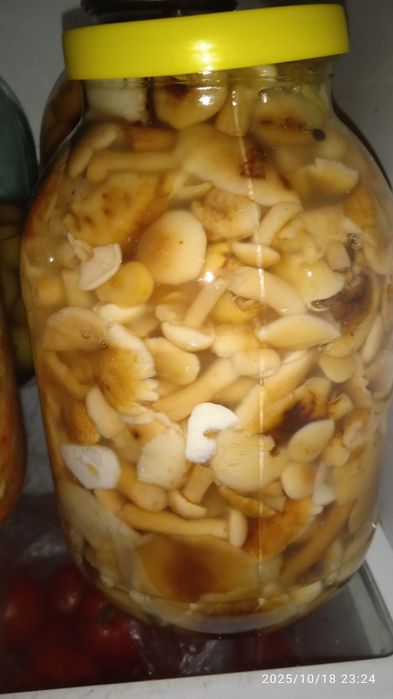 Опята почти даром.