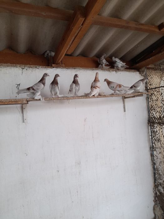 Продам голубей молодёжь