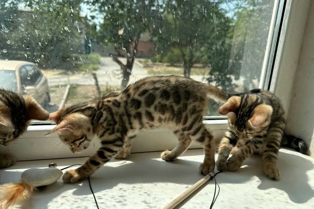 Бенгальские котята