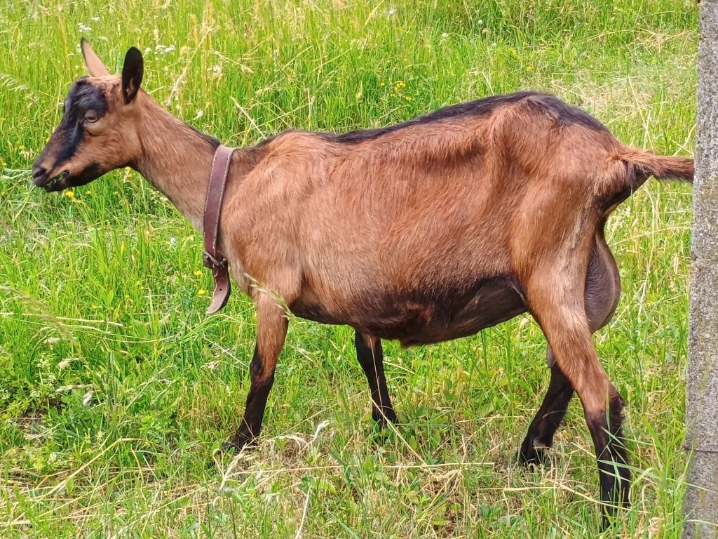 Vând lapte de capră (alpin francez)