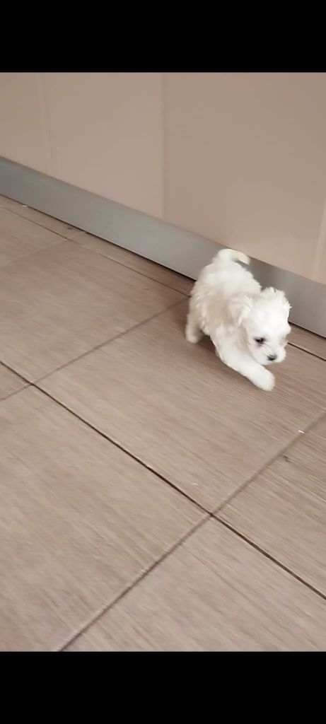 Bichon maltes mini toy