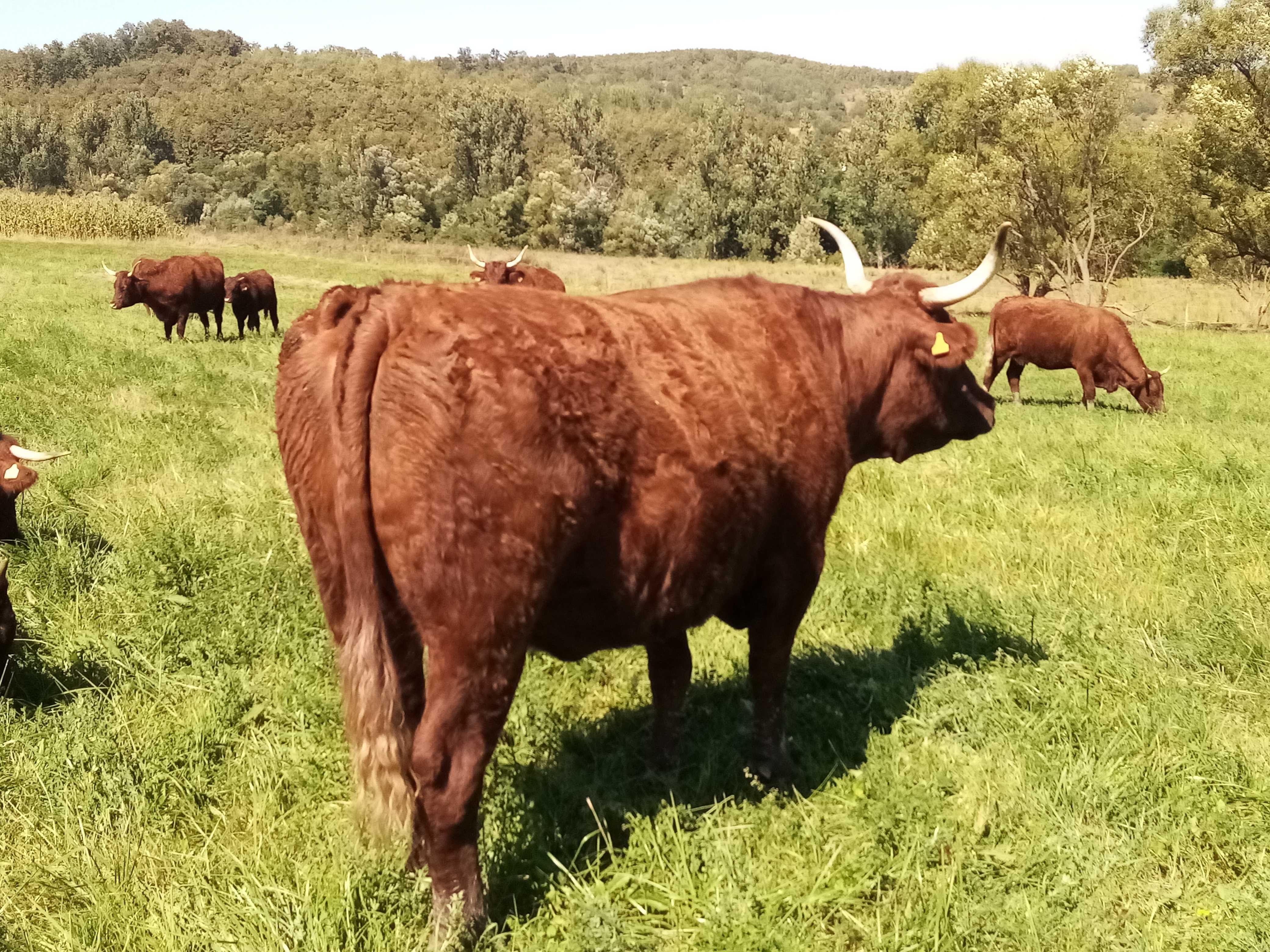 Vaca de carne rasa Salers pentru abator