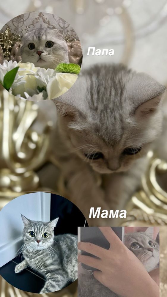 Котёнок, шиншилла девочка 1,5 месяцев чистокровная …