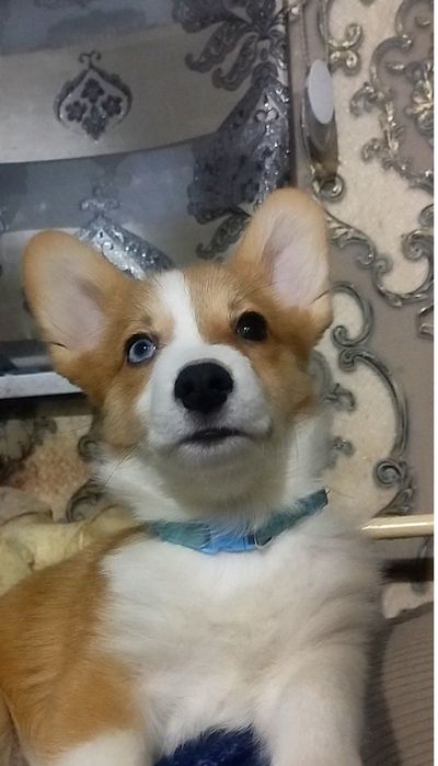 В продаже мальчик вельш пемброк корги