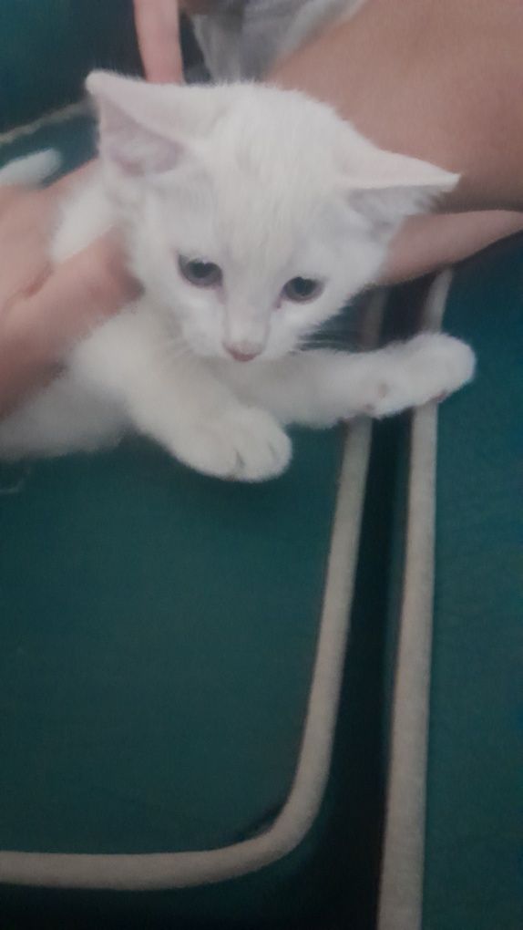 Отдам котят в добрые руки. Котята чистые, знают лоток