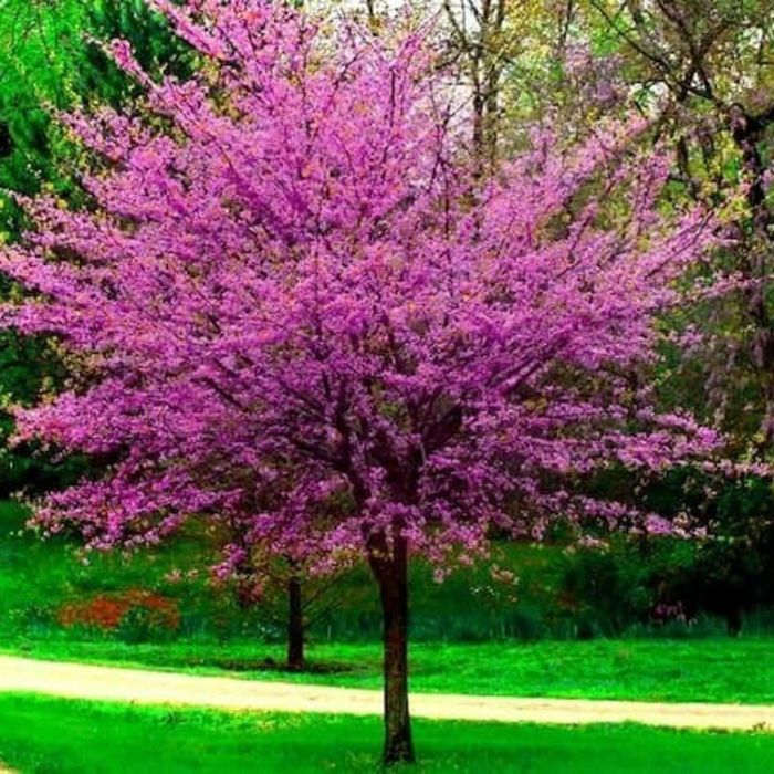 Cercis Oklahoma.