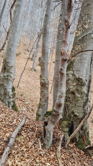Vând pădure de Fag