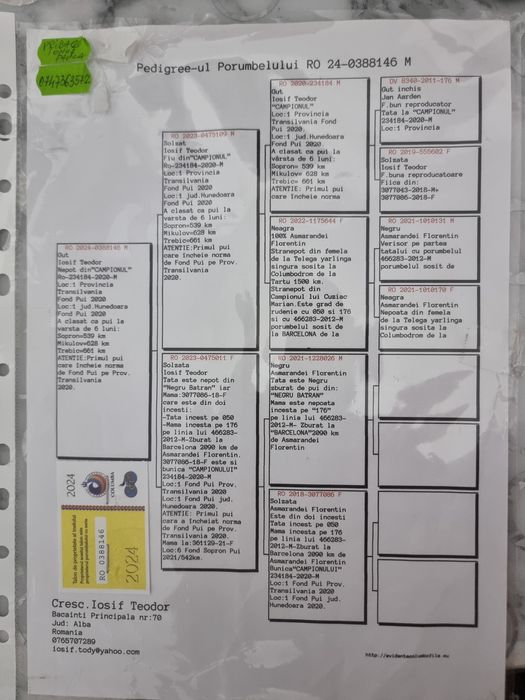 Vand  porumbei voiajori