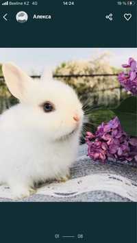 Кролики декоративные карликовые