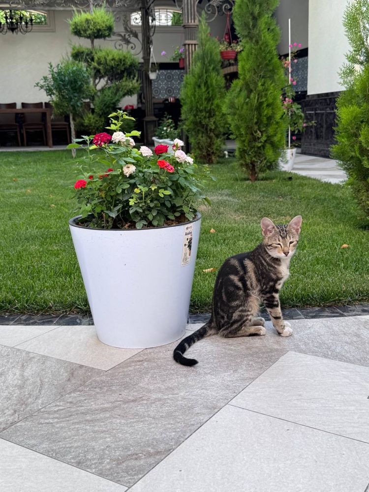 Отдам даром котенка