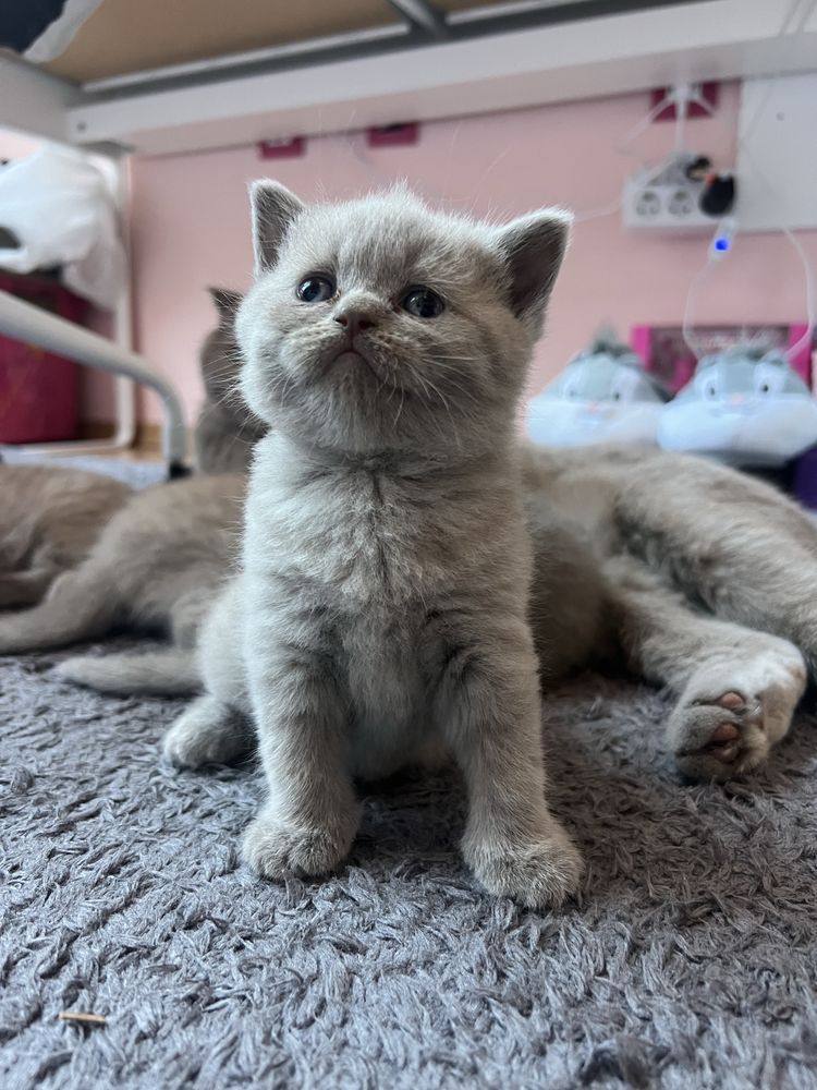 Британско мъжко коте