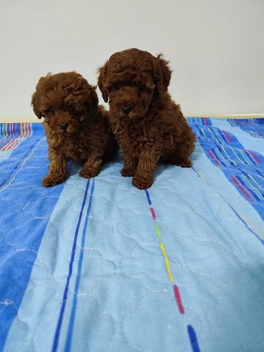 Той пудел (женски)