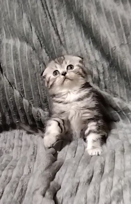 Скоттиш фолд. Девочка.