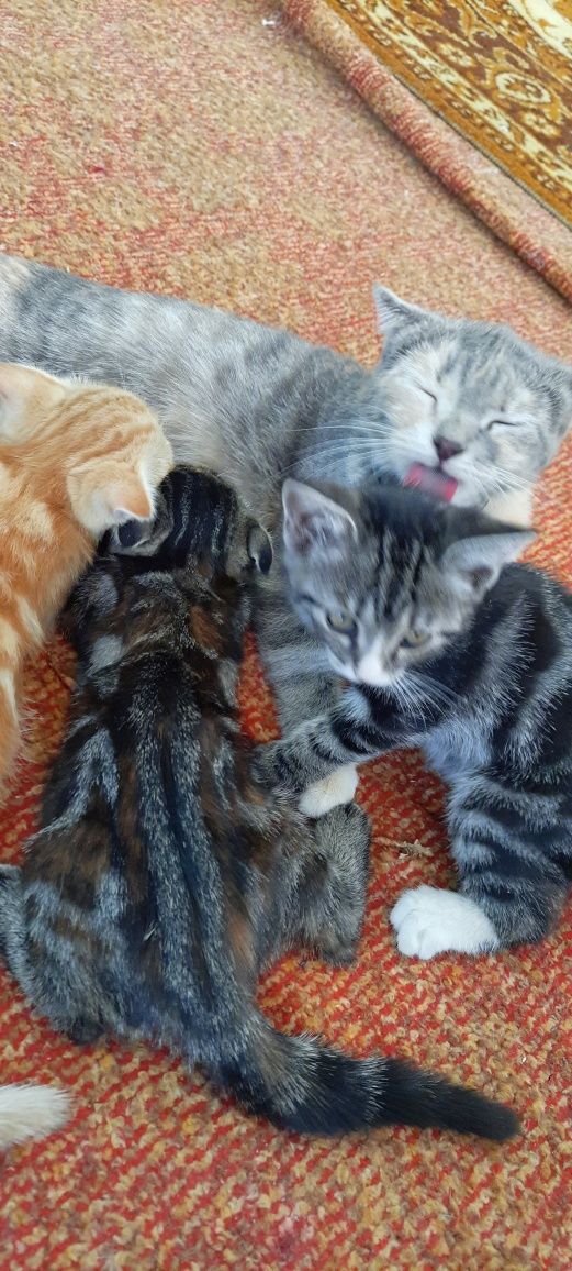 Отдам БЕСПЛАТНО в хорошие руки котят
