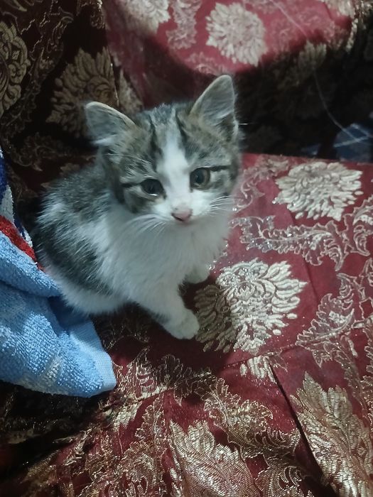 Пишак, кошка 1 ола була угил бола