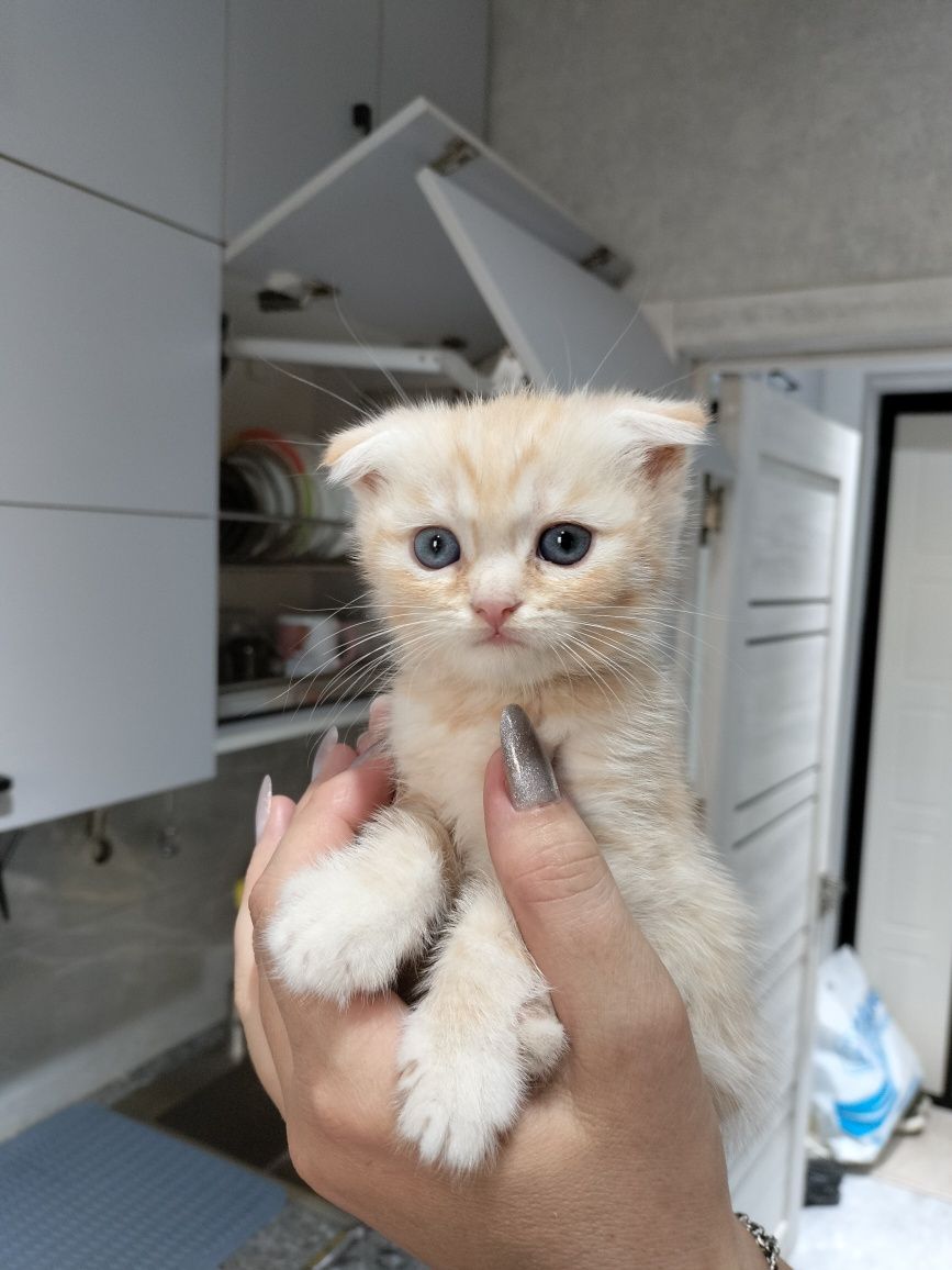 Котята скотиш. Продажа.
