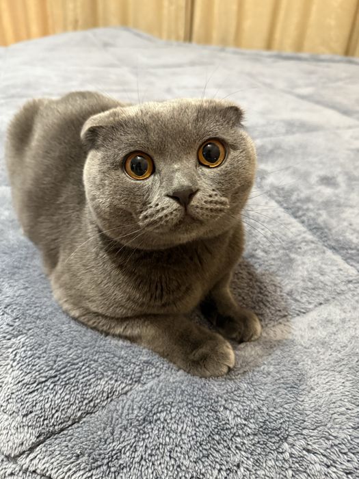 Шотландски клепоух за разплот