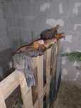 4 perechi de phoenix pui de 4 luni