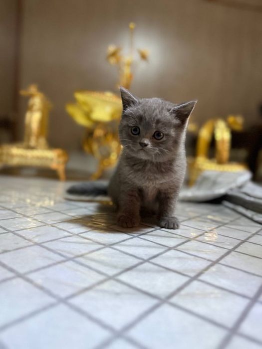 Британ мушукчалар сотилади!