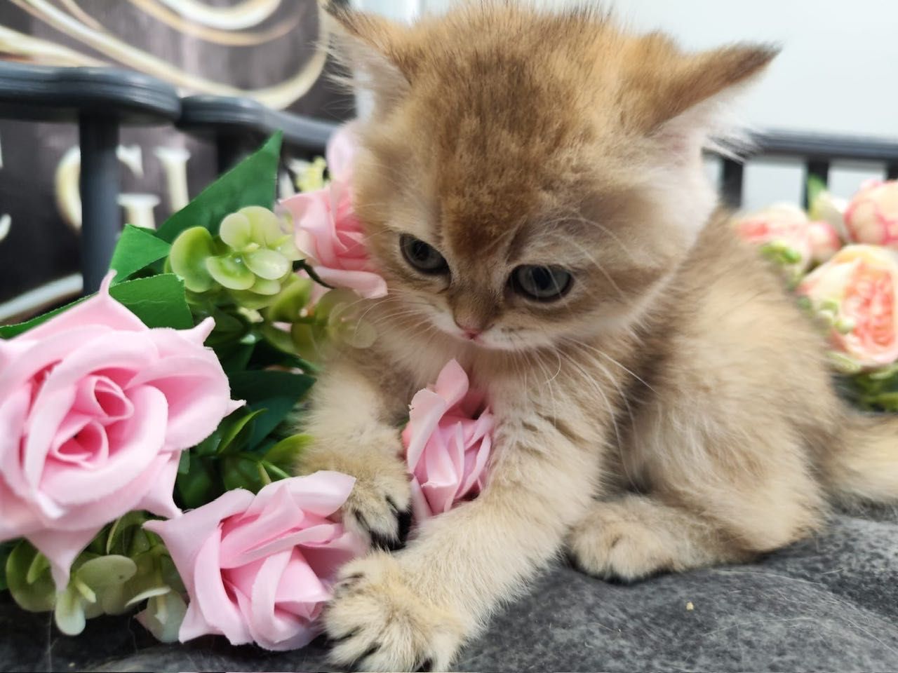 Scottish Straight Golden Chinchilla Kitten – ADEL – 100% Purebred