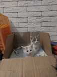 Котята в добрые руки срочно. Бездомные