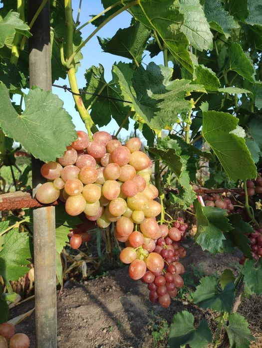 Butași de vita de vie de anul 3