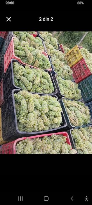Avem struguri de vin de vrancea Producție 2025