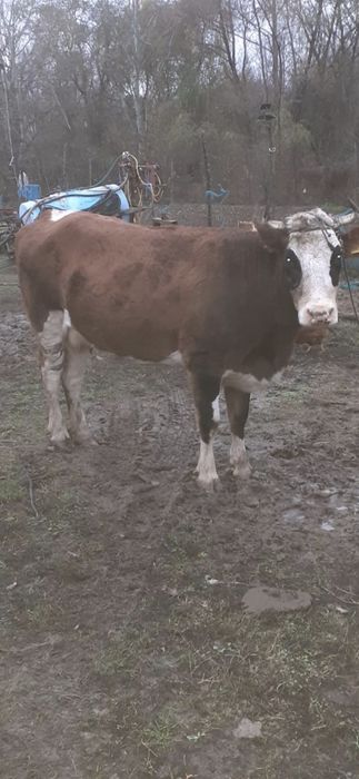 Vand 2 vaci si o iapa