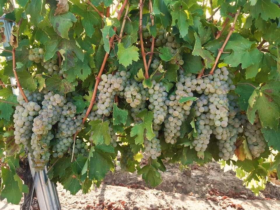 Struguri de vin pret producator soiuri alese albi/negri, cu transport