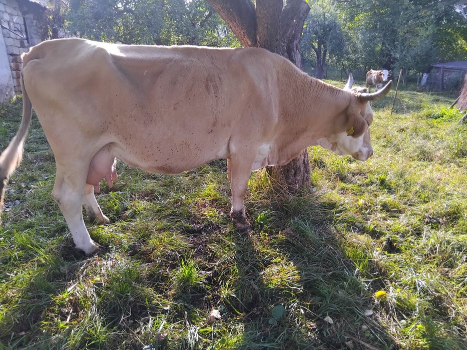 Vând vacă rasa Bălțata Românească