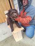 Lagotto Romagnolo pt Trufe