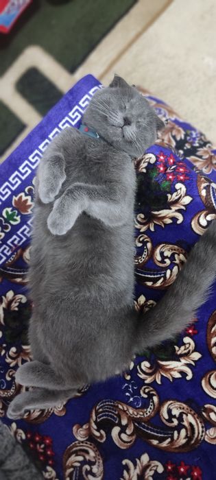 Скотиш фолд мальчик и девочка