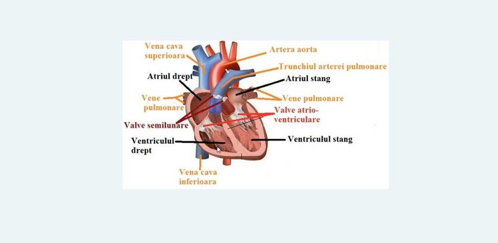 Meditații Biologie Bac