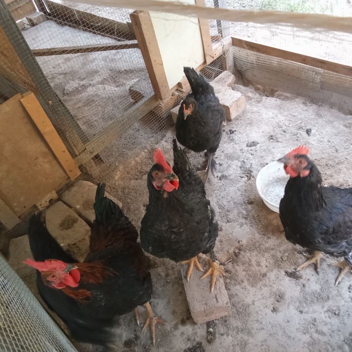 Tovuq xoʻroz 9 oylik